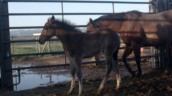 慢动作拍摄的棕色四分之一小马和它的母亲母马在一个笼里在一个纯种马牧场在科罗拉多州