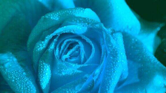 罕见的水滴中的蓝色玫瑰