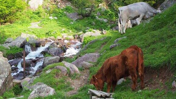 在高山草地上吃草的一群野牛意大利阿尔卑斯山意大利