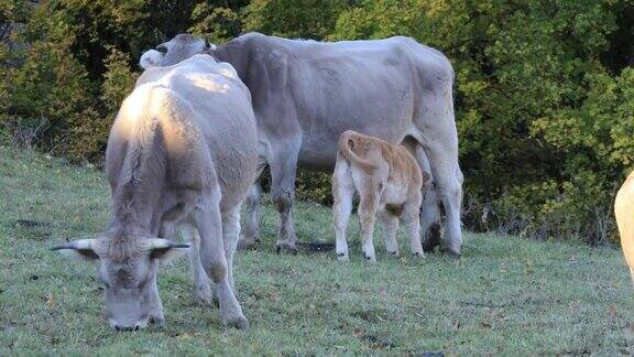比利牛斯牛来自比利牛斯山脉东南部的牛种