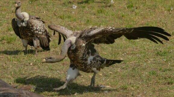 在非洲肯尼亚马赛马拉国家保护区秃鹫张开翅膀进食角马的尸体