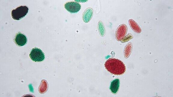 显微镜下200倍绿色和红色花粉在明亮的田野上萌发