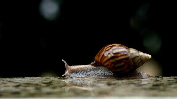 近距离棕蜗牛慢慢行走或在小水滴下向前移动分辨率为4KDci
