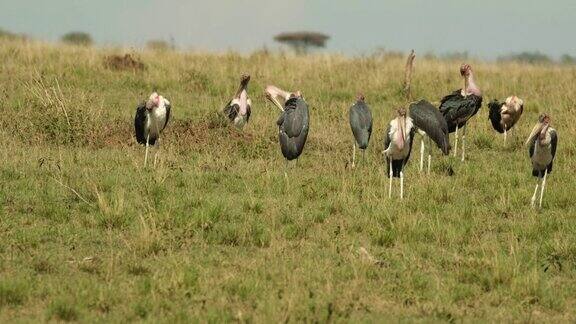 一群非洲鹳站在草地上