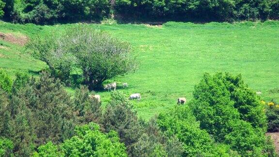 草原上的牛来自很远的地方