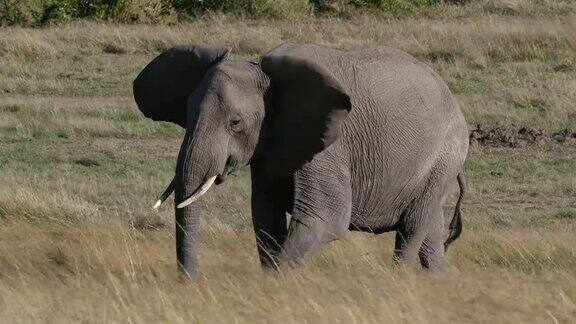 非洲象非洲象母象和幼象在肯尼亚马赛马拉公园的大草原上行走