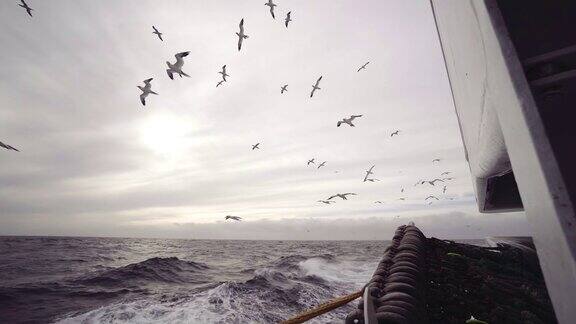 从渔船上扔鱼给鸟