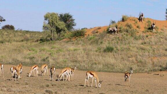 跳羚和大羚羊在自然栖息地觅食卡拉哈里沙漠南非