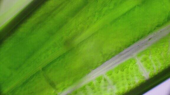 显微镜下的绿苔