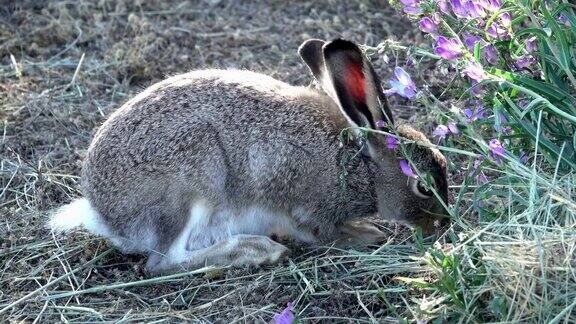 白尾长耳大野兔吃柳树码头植物阿拉帕霍国家野生动物保护区夏天科罗拉多州