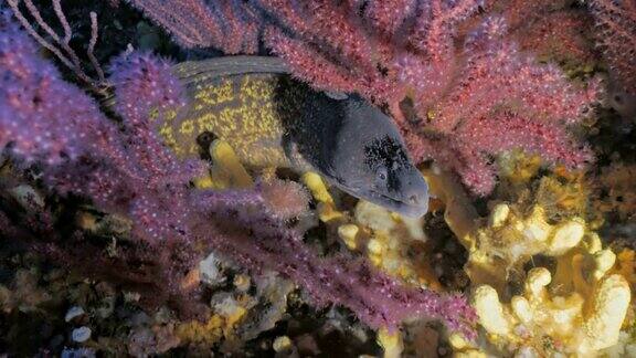 海鳗藏在红色柳珊瑚之间