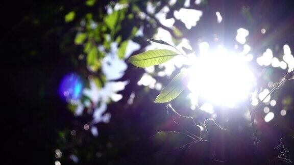 阳光透过树叶照在树上