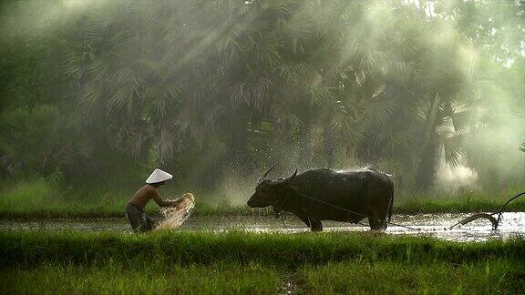 亚洲稻农用水牛的传统方式犁地为雨季做准备