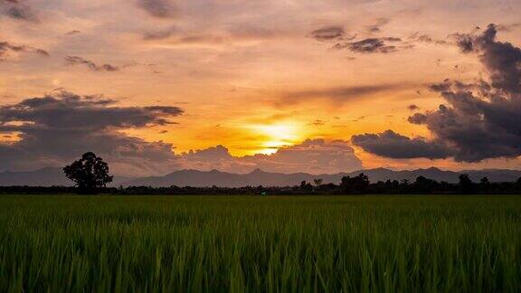 日落在绿色的稻田时间流逝