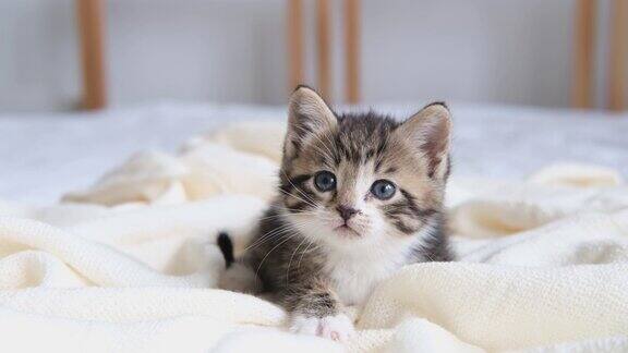 4k可爱的条纹家猫躺在床上的白光毯子上看相机健康可爱宠物