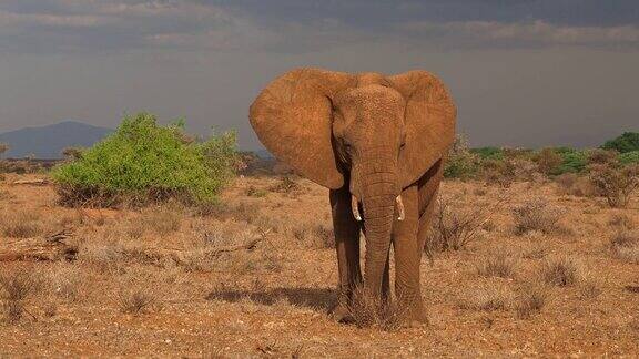 非洲丛林象-Loxodontaafricana在非洲肯尼亚的红色尘土干燥的大草原上大象正在行走并走向镜头巨大的动物长着象牙和鼻子在路上觅食