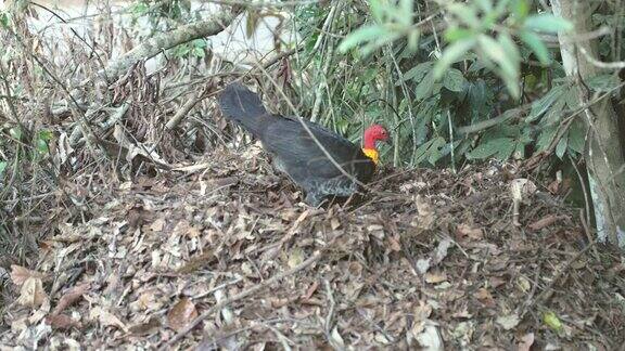 广角镜头一只澳大利亚灌丛火鸡正在筑巢
