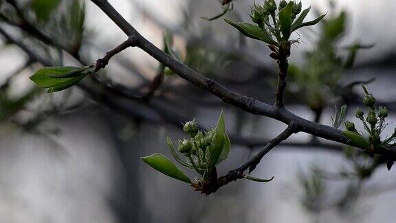 那朵花在一棵梨树的树枝上发芽有选择性的重点