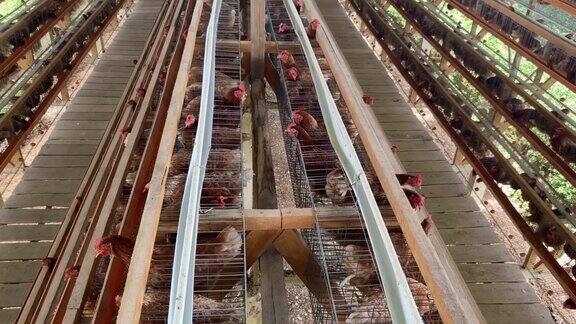 蛋类生产家禽养殖