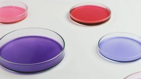 飞越有彩色琼脂培养基的培养皿在微生物实验室中培养细菌