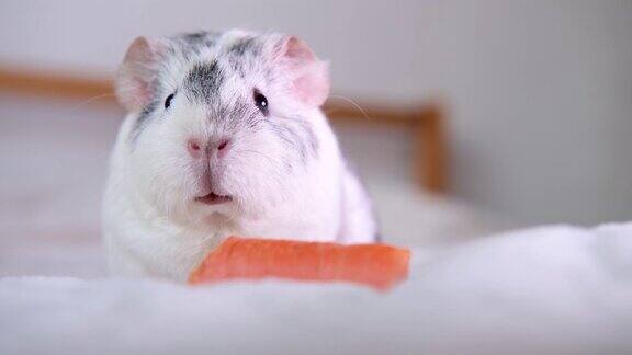 4k灰色豚鼠在家里的白色毯子上移动鼻子和耳朵靠近胡萝卜