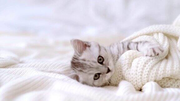有趣可爱的苏格兰折耳小猫躺在白色的床上圣诞彩灯作为背景概念可爱的宠物猫