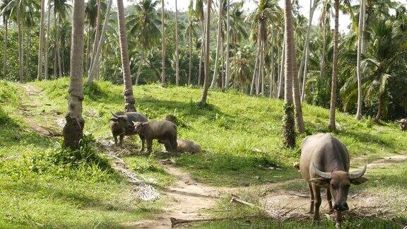 野牛科在绿色植被中大型养护良好的公牛在绿色植物中吃草这是泰国椰子树种植园的典型景观农业观念亚洲传统畜牧业