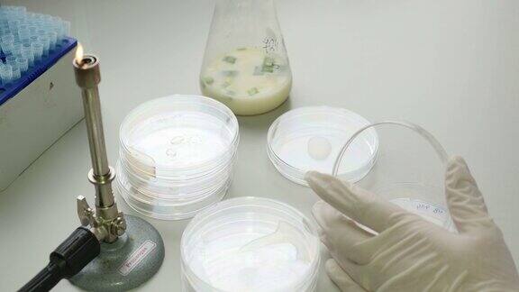 一名科学家在实验室工作的镜头她正在取一些食物样本并将它们放入培养皿进行进一步的质量检查