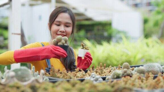 年轻的亚洲妇女农民从架子上拿起仙人掌在一个阳光明媚的日子里在城市的有机植物中看着仙人掌温室和户外活动的新生活方式工作和放松