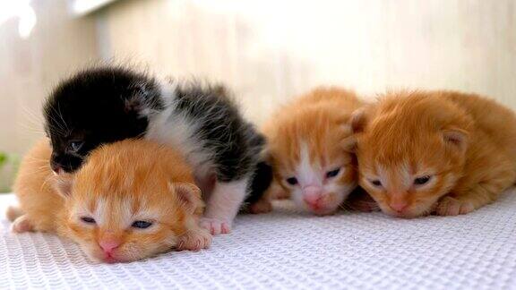 四只幼猫在地毯上