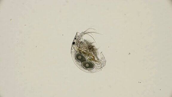 节肢动物甲壳纲毛犀在显微镜下观察