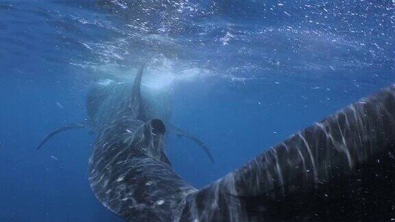 两个鲸鲨