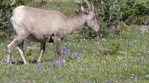 黄石公园沃什伯恩山一只大角羊在吃草