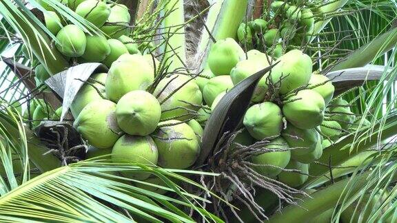 树上的小椰子