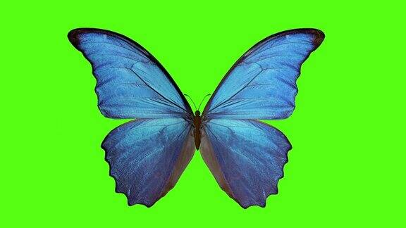 蝴蝶扇动翅膀绿色背景上的蝴蝶三维渲染