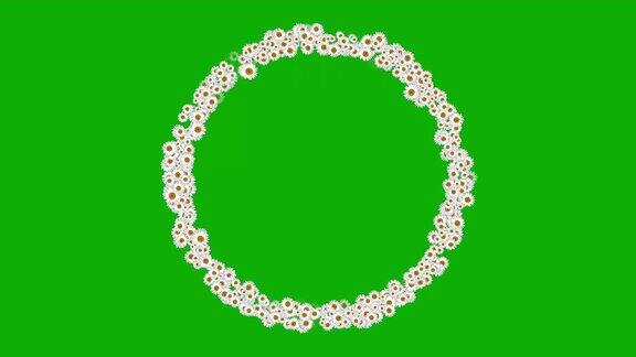 白色雏菊花圆圈运动图形与绿色屏幕背景