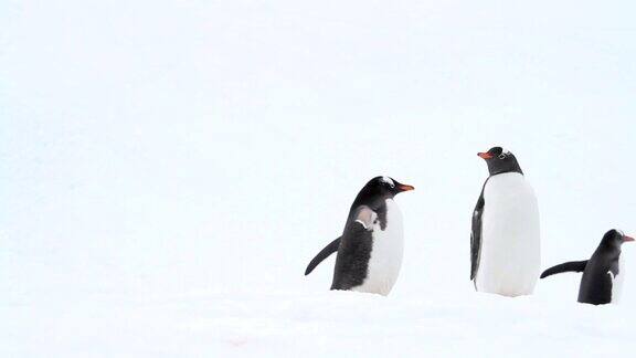 南极洲的巴布亚企鹅