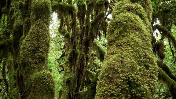 倾斜下来拍摄的枫树树干和森林地板在hoh雨林