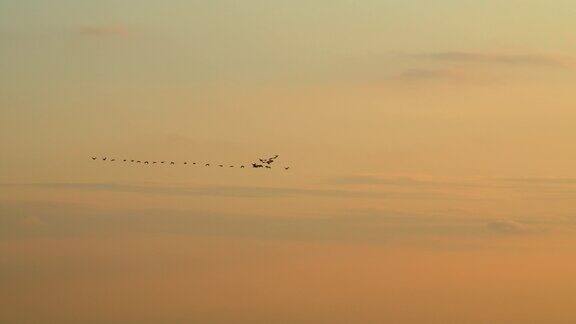 鸟鹅迁徙成v字形飞行夕阳天空背景大雁在飞