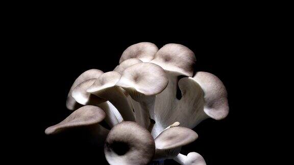 蘑菇生长时间流逝黑色背景
