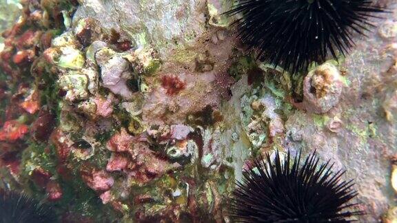海胆和鱼地中海海底的珊瑚