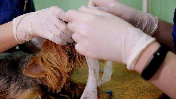 兽医手术将麻醉呼吸回路置于狗的嘴上