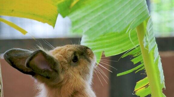 兔子吃香蕉叶