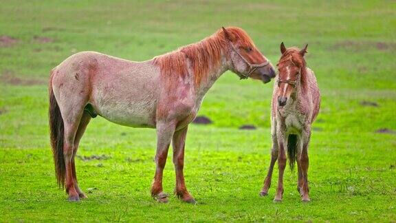 在绿草如茵的牧场上马相爱了野生的马