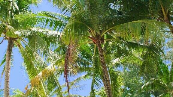 海滩上椰子树的底部视图绿色椰子树蓝天背景