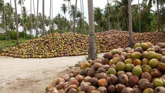 椰子农场与坚果准备油和纸浆生产成堆的成熟椰子天堂般的泰国热带苏梅岛亚洲传统农业