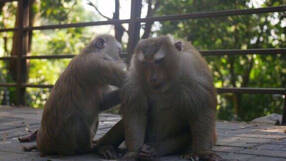 两只可爱的猕猴一起坐在雨林里亚洲泰国普吉岛猴山