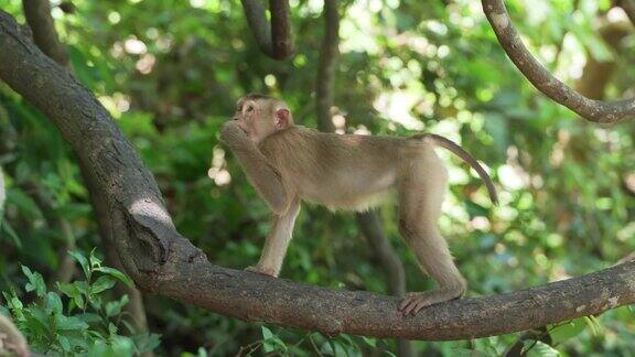 特写小猴子有趣的场景野生动物奇异的树上春天的森林阳光明媚