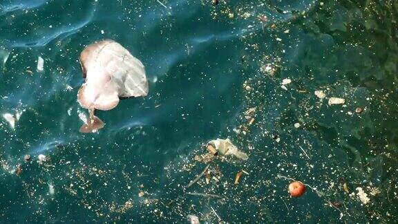 生态灾难海洋生物正因污染而死亡