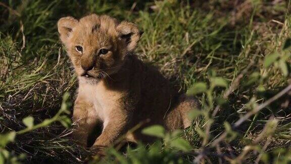在非洲大草原上近距离拍摄可爱的幼崽坐着呼唤妈妈